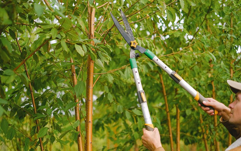 Tree trimming in Oglala, SD