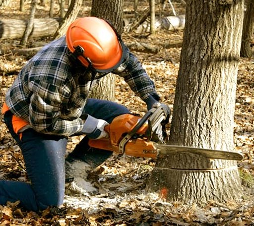Tree Removal in Oglala, SD